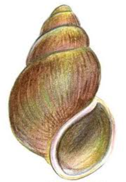 <p>Gilled Snails </p>