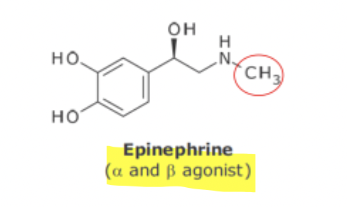 <p>Epinephrine and Selective B Agonist SAR</p>