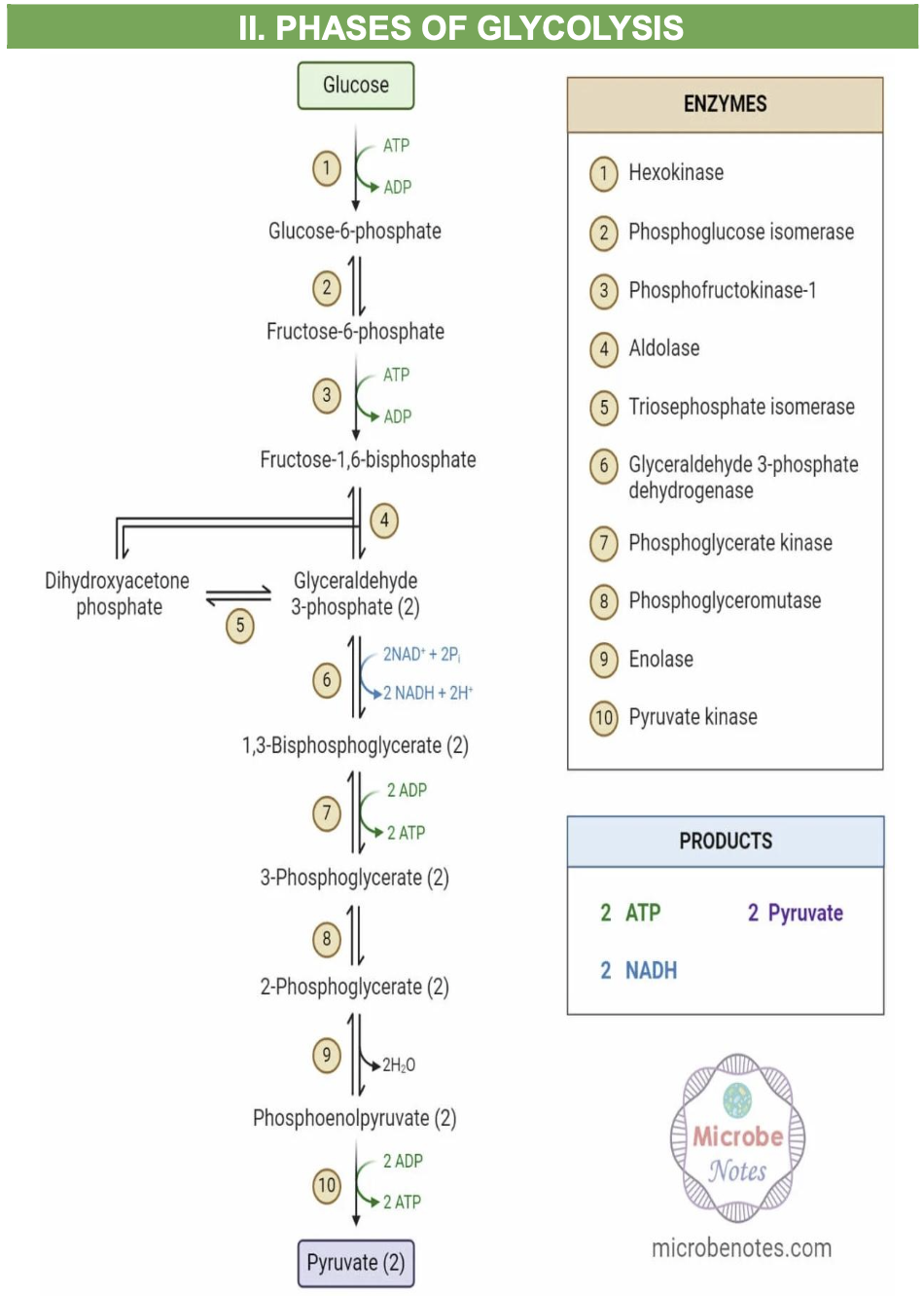 <p>Phases of Glycolysis</p>
