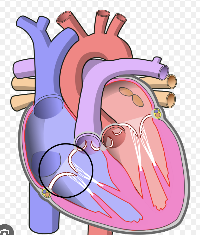 <p><span>Located between the upper and lower right heart chambers (atrium and ventricle)</span></p>