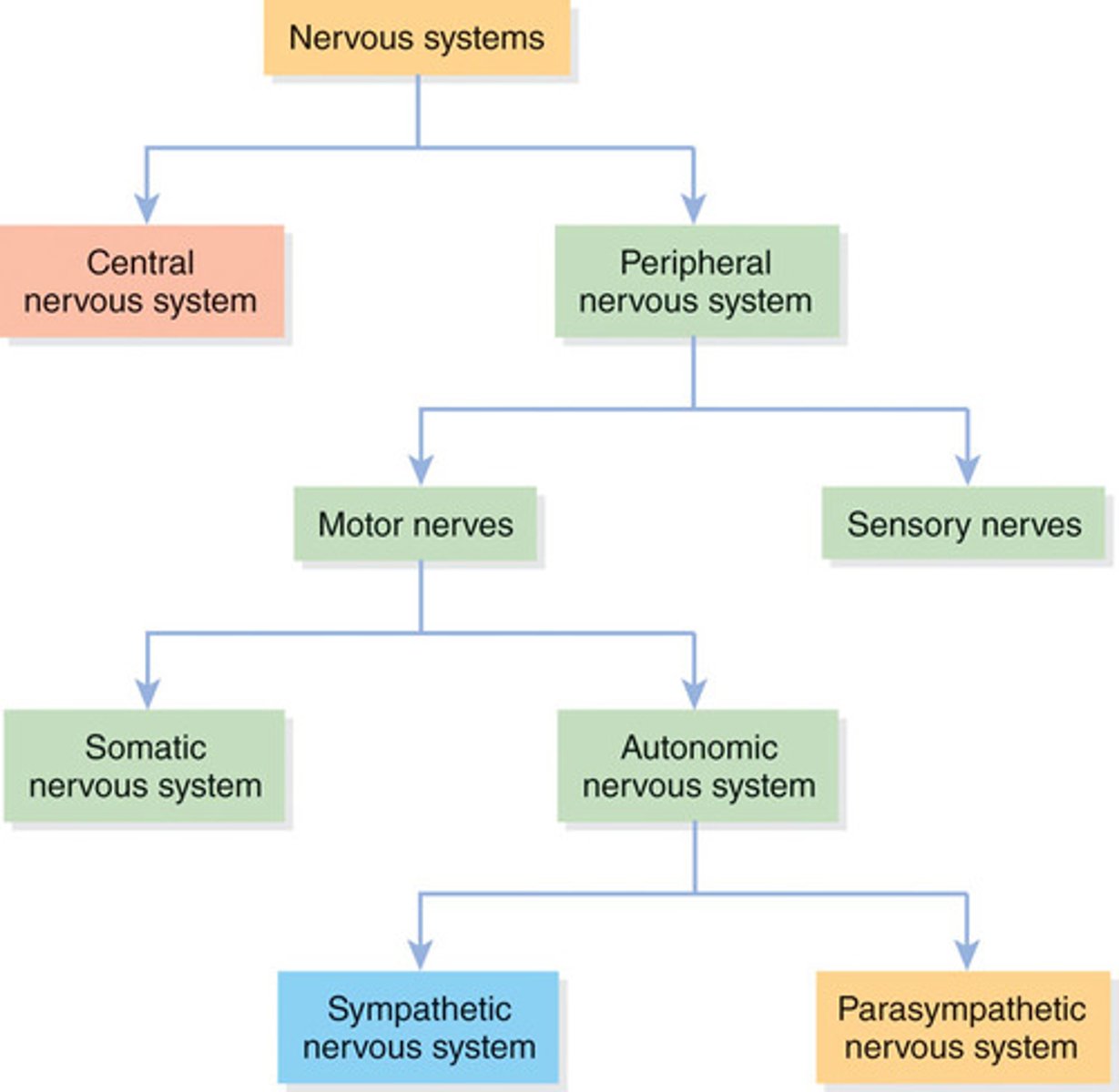 <p>Nerves that serve the outer areas of the body and skeletal muscle and are largely responsible for the voluntary control of movement</p>