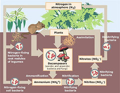 - Process of N2 gas being converted into biologically available NH3 (ammonia) or NO3 (nitrate)
- Three types: Abiotic, Bacterial, Synthetic