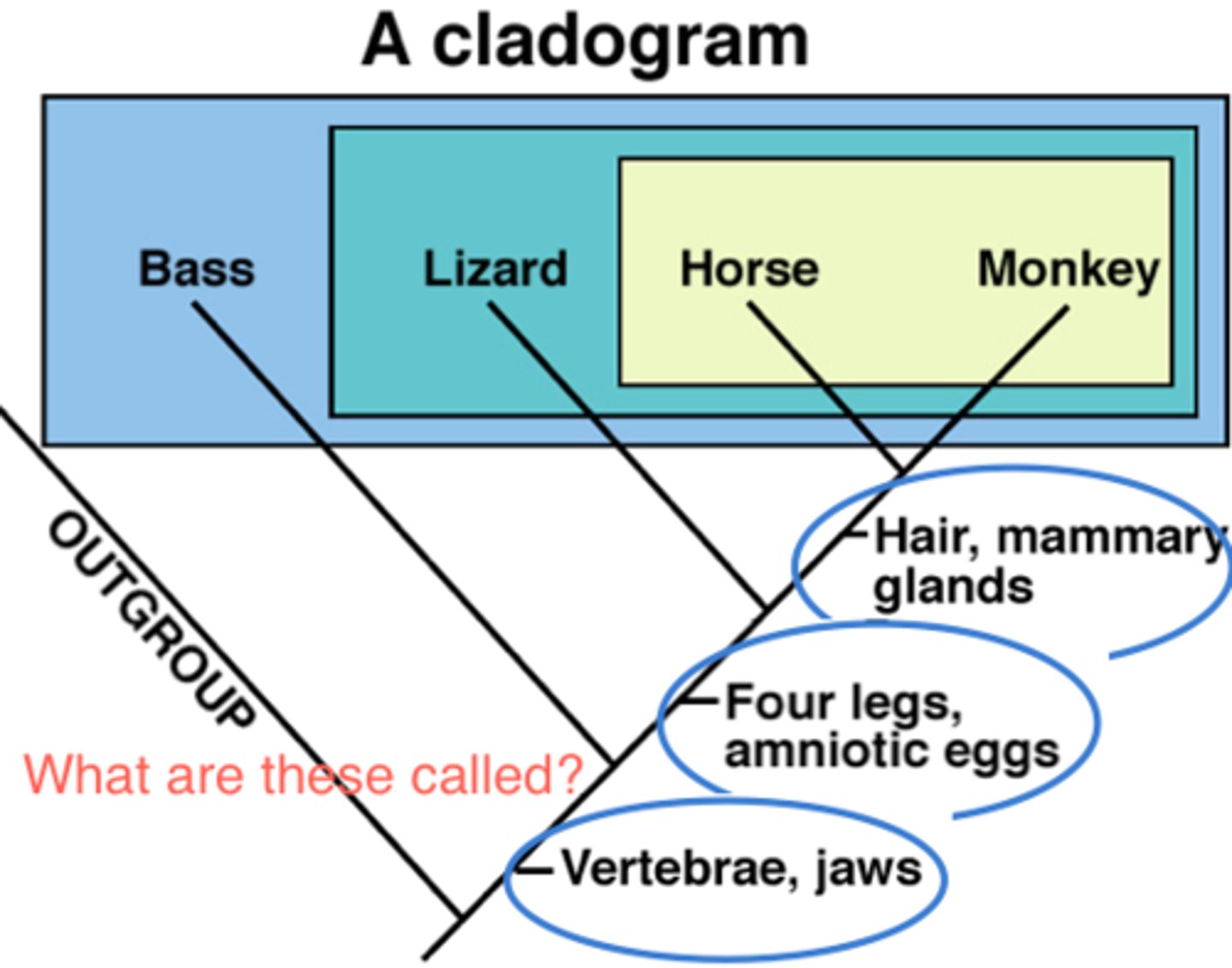 <p>shared derived characters by a clade</p>