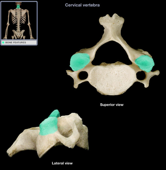 <ul><li><p>Location: Cervical vertebra (superior aspect)</p></li><li><p>Description: Paired process at junction of pedicle and lamina, Has superiorly-directed articular facet (smooth area)</p></li></ul><p></p>