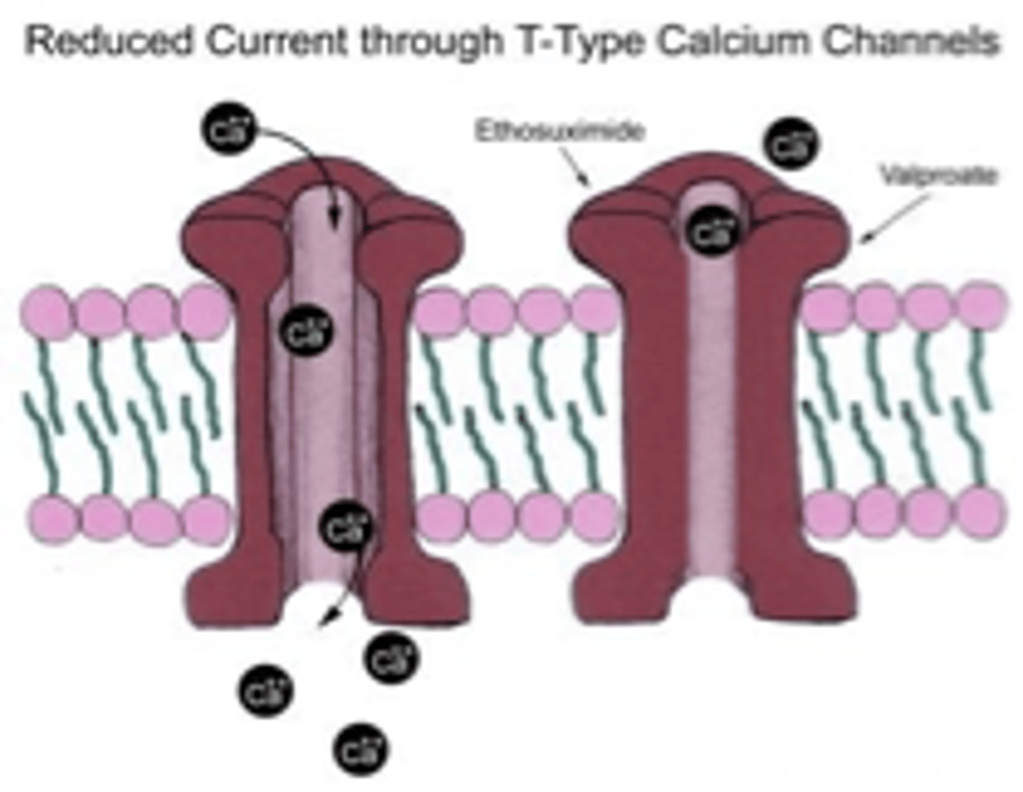 <p>1. Blockade of voltage-gated Na+ channels --&gt; prolongs Na+ channel inactivation</p><p>2. Reduces cell permeability to voltage-dependent Ca++ T-type channels</p><p>3. Increases brain levels of GABA by inhibiting GABA transaminase</p>