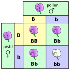 - allele that is always expressed in the phenotype if an individual inherits it