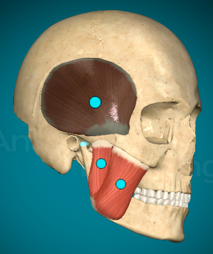 <ul><li><p>What? Temporalis</p></li><li><p>f(x): assists with chewing</p></li></ul><p></p>