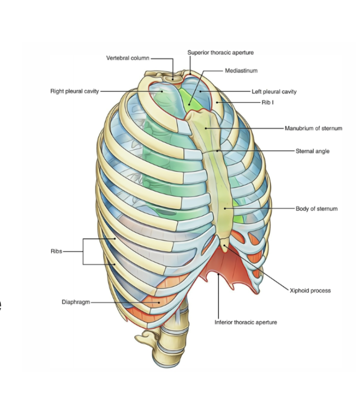 <p><span style="color: rgb(255, 255, 255);">The thorax is the bony cage between the neck and the diaphragm.The sternum, ribs, and spine</span><span style="color: rgb(255, 255, 255);"><br></span><span style="color: rgb(255, 255, 255);">protect the lungs and thoracic</span><span style="color: rgb(255, 255, 255);"><br></span><span style="color: rgb(255, 255, 255);">cavity.</span><span style="color: rgb(255, 255, 255);"><br></span><span style="color: rgb(255, 255, 255);">–The lungs fill most of the</span><span style="color: rgb(255, 255, 255);"><br></span><span style="color: rgb(255, 255, 255);">thoracic cavity</span></p>