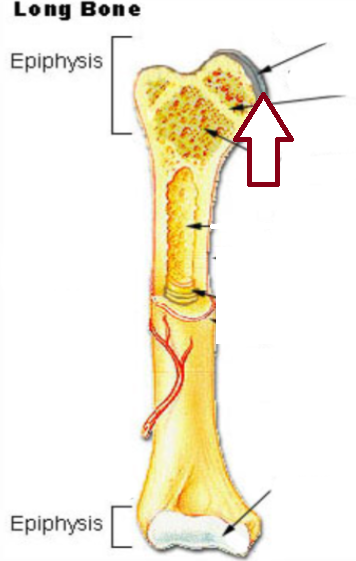 <p>a smooth rounded structure that typically articulates with another bone at a joint found at the proximal end of a bone and fit in a socket</p>