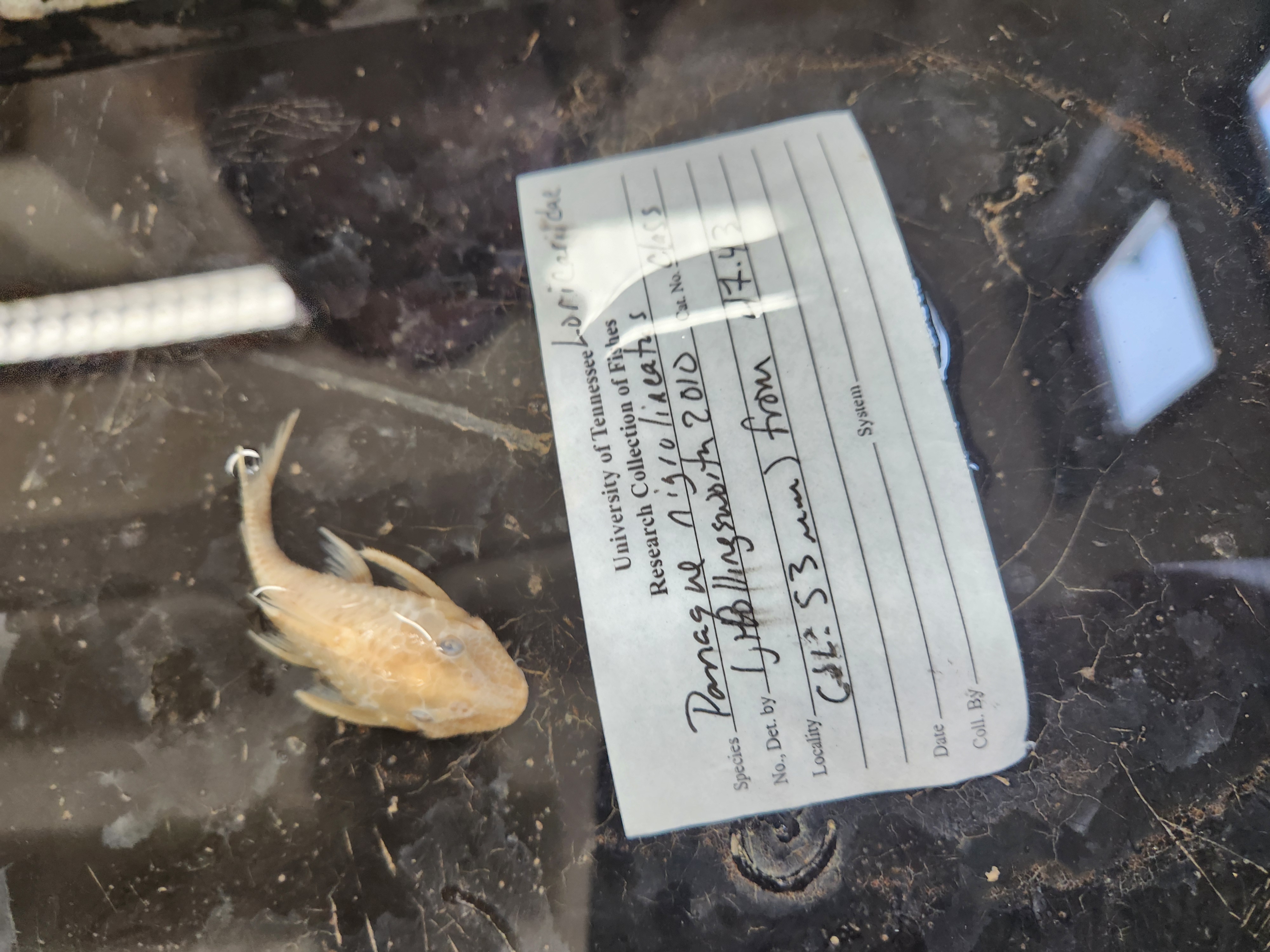 <p>suckermouth and armored catfishes</p>