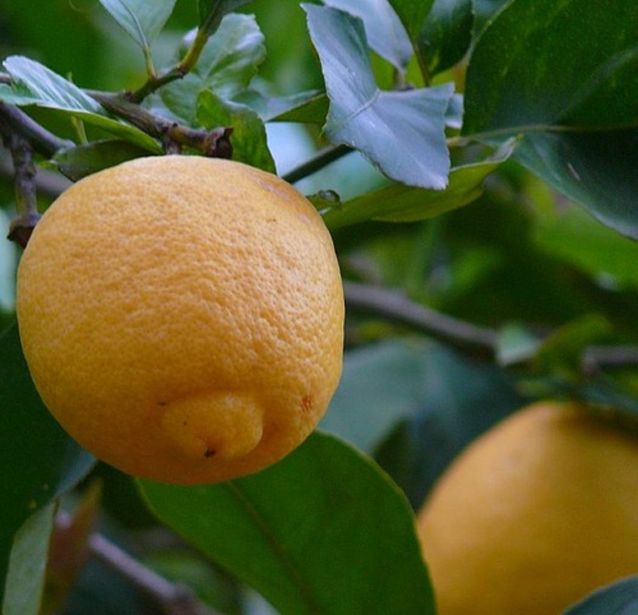 <p>LEMON</p>