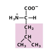 <p>Which amino acid is this (from slides)?</p>