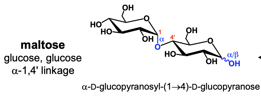 <p>maltose</p>