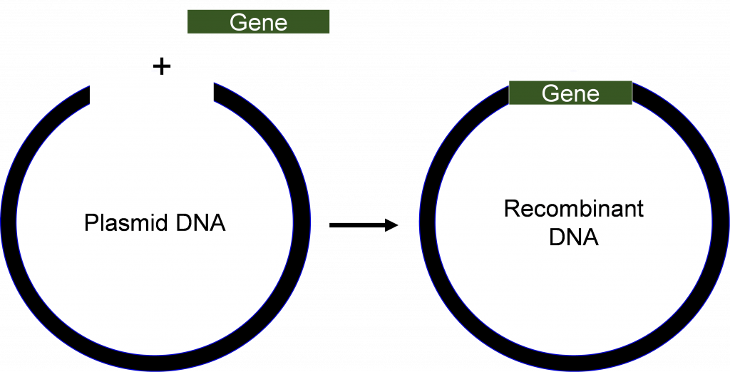 <p>An artificially made DNA strand made up of two or more DNA fragments from different sources.</p>