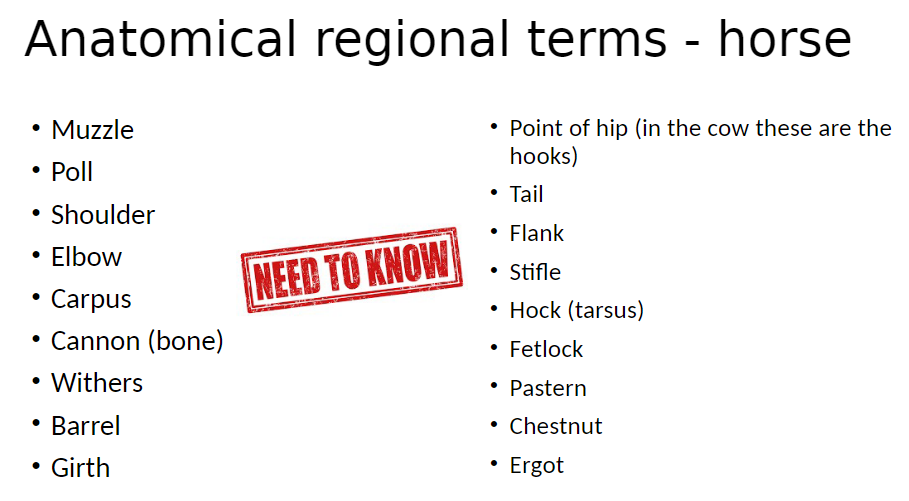 <p><strong>Muzzle</strong><br>āFront of the face including the nose and mouth</p><p><strong>Poll</strong><br>āTop of the head between the ears</p><p><strong>Shoulder</strong><br>āArea where the forelimb attaches to the body</p><p><strong>Elbow</strong><br>āJoint between the upper and lower forelimb</p><p><strong>Carpus</strong><br>āKnee of the horse (forelimb)</p><p><strong>Cannon (Bone)</strong><br>āLong bone of the lower limb</p><p><strong>Withers</strong><br>āTop of the shoulders where the neck meets the back</p><p><strong>Barrel</strong><br>āMain body/trunk of the horse</p><p><strong>Girth</strong><br>āArea behind the forelimbs where the saddle girth lies</p><p><strong>Point of Hip</strong><br>āProminent hip bone (hooks in cows)</p><p><strong>Tail</strong><br>āRear appendage of the horse</p><p><strong>Flank</strong><br>āSide of the body between ribs and hip</p><p><strong>Stifle</strong><br>āHindlimb joint equivalent to the human knee</p><p><strong>Hock (Tarsus)</strong><br>āHindlimb joint equivalent to the human ankle</p><p><strong>Fetlock</strong><br>āJoint above the hoof</p><p><strong>Pastern</strong><br>āArea between fetlock and hoof</p><p><strong>Chestnut</strong><br>āHorn-like growth on the inner leg</p><p><strong>Ergot</strong><br>āSmall horn-like growth near the fetlock</p>
