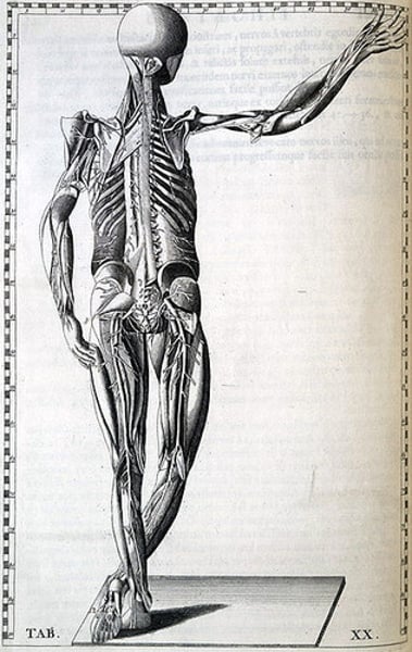 <p>the division of the peripheral nervous system that controls the body's skeletal muscles (skeletal nervous system)</p>