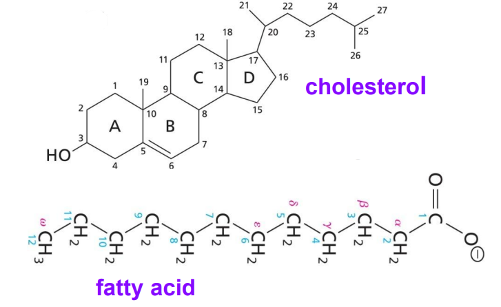 <ul><li><p>Is not soluble in water. </p></li></ul><p></p>