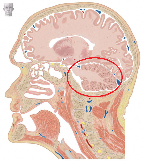 <p>Latijnse term</p>
