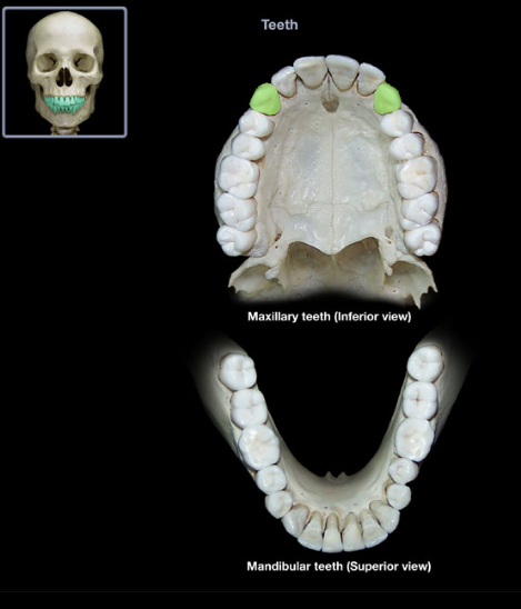 knowt flashcard image