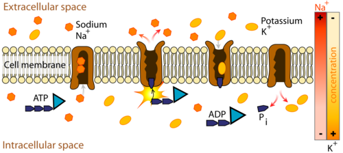 The sodium-potassium pump is an integral membrane protein. It had binding sites for three sodium ions, two potassium ions and an inorganic phosphate group (which comes from ATP).