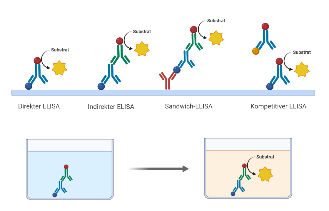 <ul><li><p>Nachweis für Antigene </p></li><li><p>1 fixiertes Antigen,1 Antikörper</p></li></ul><ol><li><p>Probe in Behälter mit Antigen eingeben </p></li><li><p>Antikörper mit Enzym bindet an Antigen</p></li><li><p>Ausgewaschen </p></li><li><p>Substrat bindet an Enzym und wird zum Farbstoff</p></li><li><p>Stärkere Färbung = mehr Antikörper</p></li></ol><p></p>