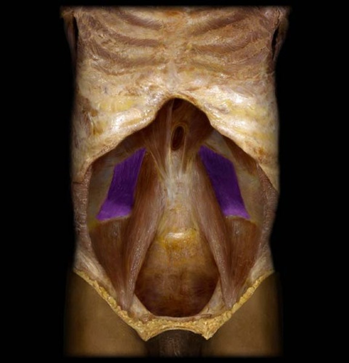 <p>Spans the gap between the 12th rib and iliac crest, behind kidneys</p>