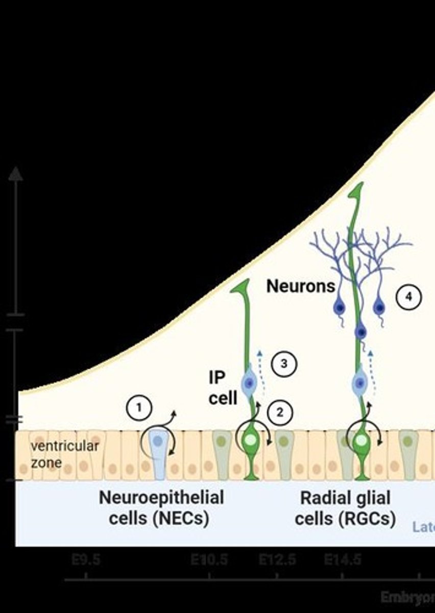 <p>Cells that early stem cells divide to create, which guide the migration of neurons.</p>