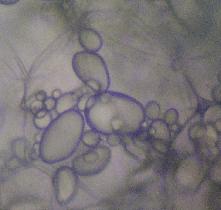 <p>Colorless organelle found in plant cells, used for the storage of starch or oil</p>