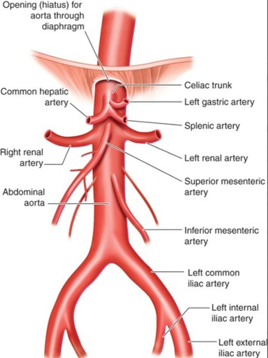 <p>Fasting reduces abdominal gas that can block ultrasound waves and obscure anatomy.</p>