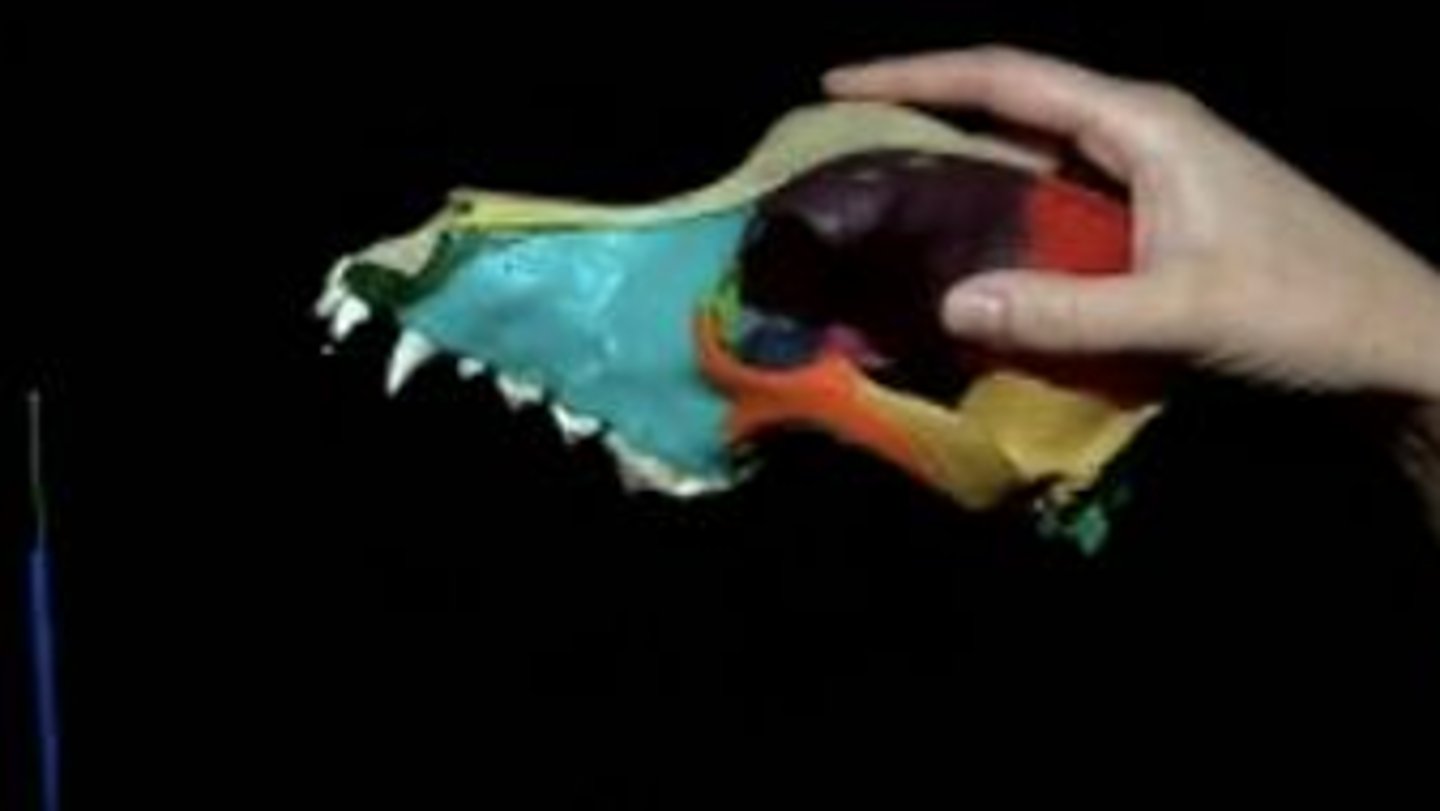 <p>includes the braincase and rostrum (top part)</p>