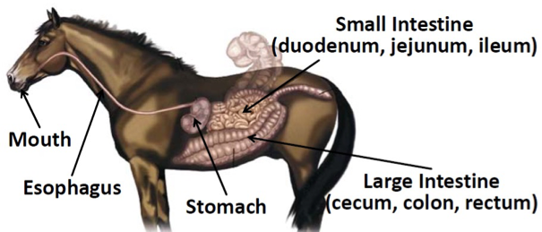 total GIT, stomach, small intestine, and large

intestine
