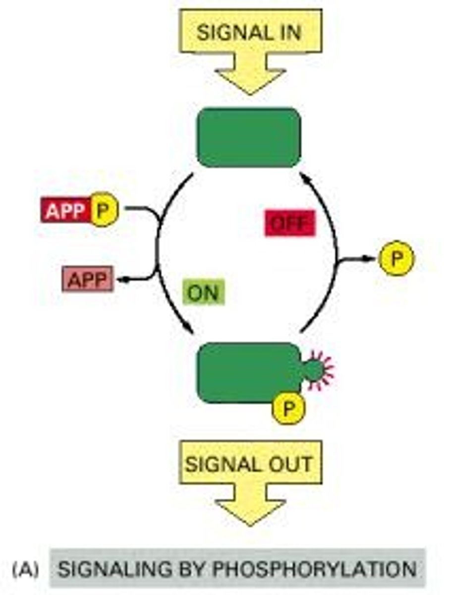 <p>A phosphorylation cascade is a series of events where one protein kinase activates another, amplifying the signal as it progresses.</p>
