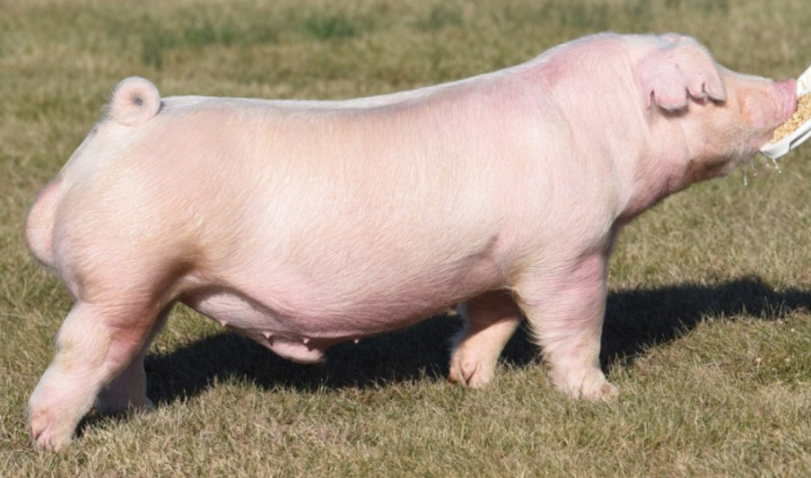 <ul><li><p>Developed in <strong>Pennsylvania</strong></p></li><li><p><strong>Poorest mothers </strong>of the category</p></li><li><p>More carcass potential</p></li><li><p>Floppy ears that DONT extend past the cheekbone</p></li></ul><p></p>