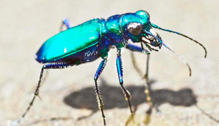 <p>*Front wing elytra, hind wing membranous *Elytra meet down the middle *Well developed pronotum *Bulging eyes *Long, curosorial legs *iridescent or metallic colors *Strong, chewing mouthparts</p>
