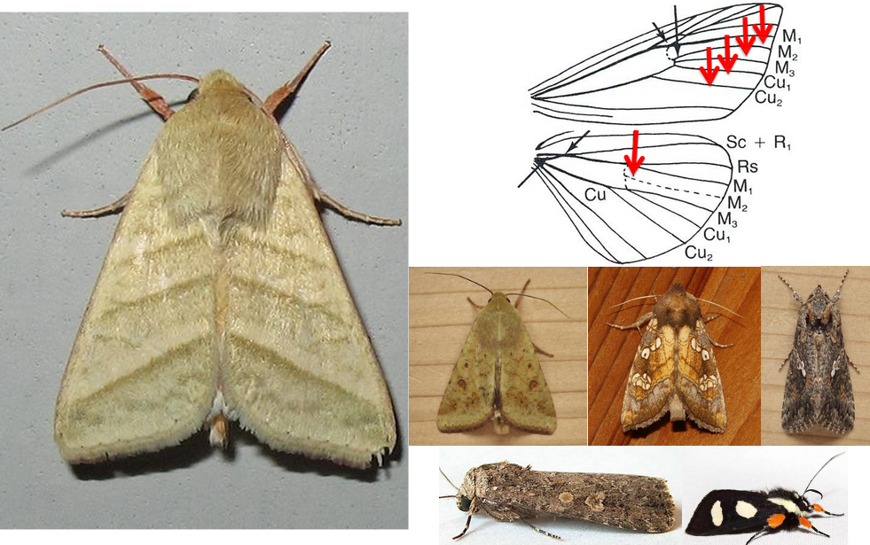 <ul><li><p>Antennae usually simple, occasionally bipectinate</p></li><li><p>Labial palps usually relatively long, upturned</p></li><li><p>FW somewhat narrowed, HW broadened</p></li><li><p>Very similar to Notodontidae, but the M<sub>2</sub> in FW arises closer to the M<sub>3</sub> at the apex of the discal cell, thus <strong><em>cubitus appears 4-branched</em></strong></p></li><li><p>Very small cell (basal areole) at bae of discal cell in HW</p></li><li><p>Thoracic tympana present! on metathorax pointing back or outwards with tmpanal hood behind spiracle</p></li><li><p>Usually cryptically colored</p></li></ul><p></p>