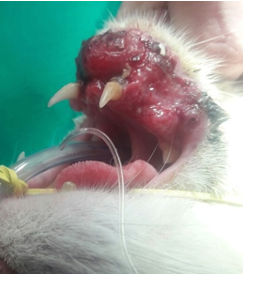 \-tumor cells and their stroma exert considerable mutual control by interacting via signaling molecules 

\-growth factors, cytokines, hormones, and inflammatory mediators 

\-modulate the growth rate, differentiation state, and behavior if both stroll and tumor cells 