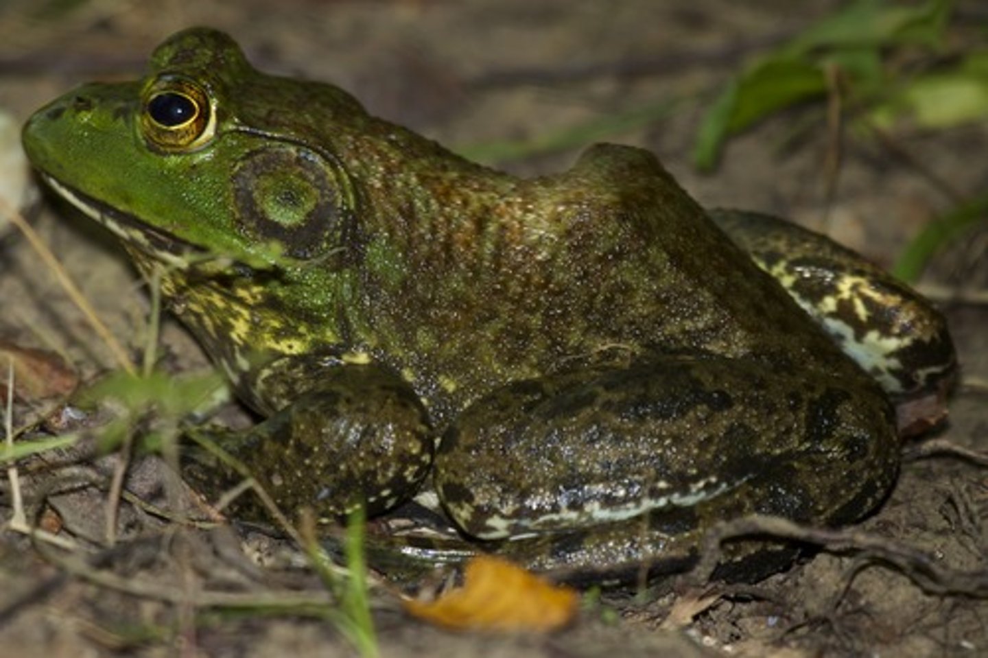 <p>Lithobates clamitans</p>