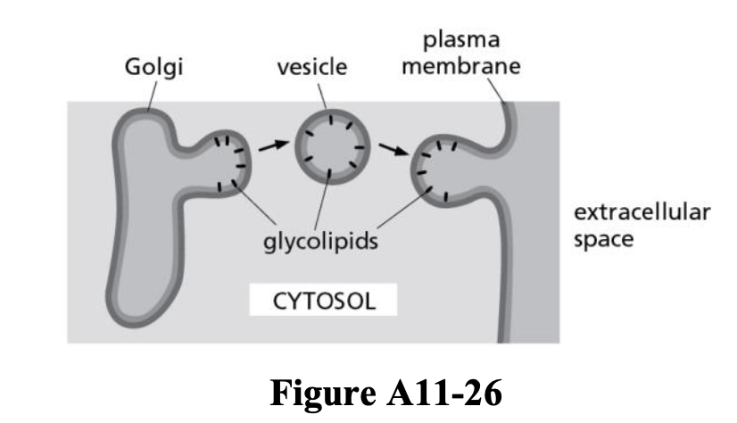 <p>1: the Golgi apparatus</p><p>2: Membranes that contain the newly synthesized glycolipids bud from the Golgi apparatus to form vesicles. These vesicles then fuse with the plasma membrane. The glycolipids that were facing the lumen of the Golgi will now face the extracellular environment (Figure A11-26).</p>