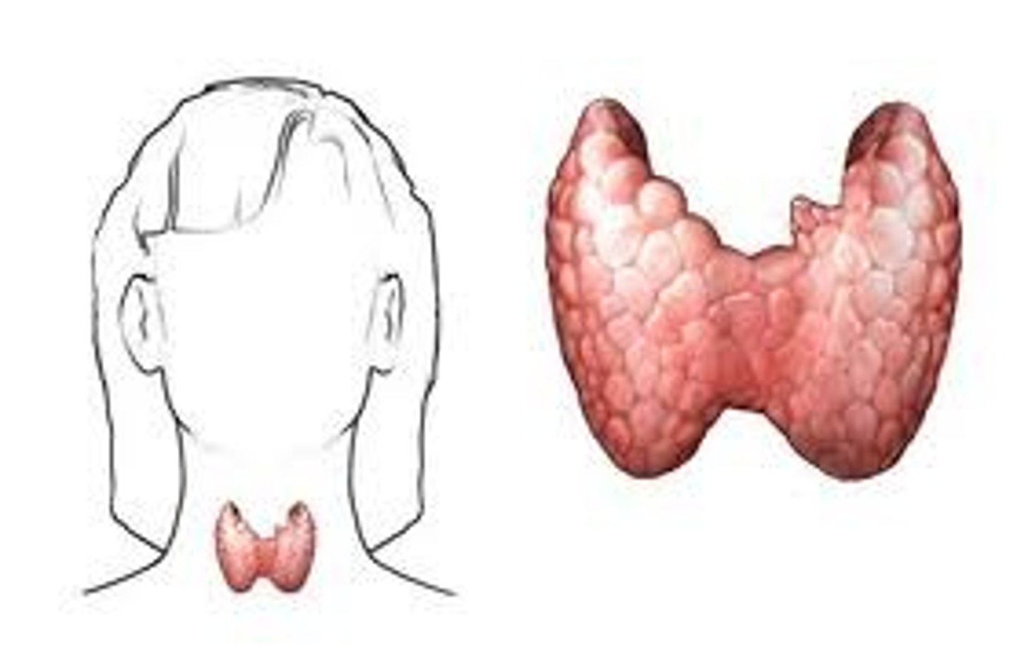 <p>endocrine gland that surrounds the trachea in the neck</p>