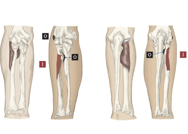 <p>Action of the Supinator</p>
