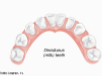 fibrous joint: connect teeth to sockets in jaw bones; connected by periodontal ligament