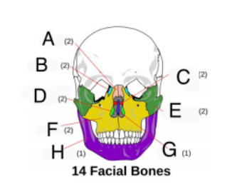 <p>D (attached to the lateral walls of the nasal</p><p>cavity); to warm, humidify, and filter the air you</p><p>breathe</p>