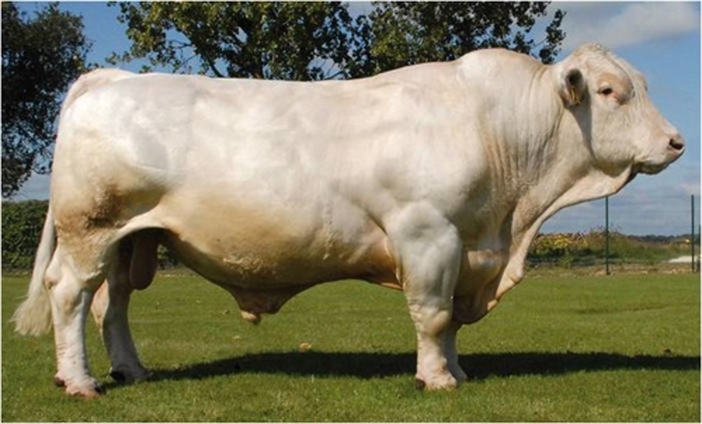 <p>Continental (EUROPEAN) cattle breed:</p><p>-from France</p><p>-Amour de Amérique (to yellow)</p><p>-white, most are horned</p><p>-excellent growth rate, muscular carcasses</p><p>-poorly-attached udders, low milk production, (dystocia), low fertility</p><p>-terminal sire to cross on an Angus cow base creating a "smoky" calf</p>