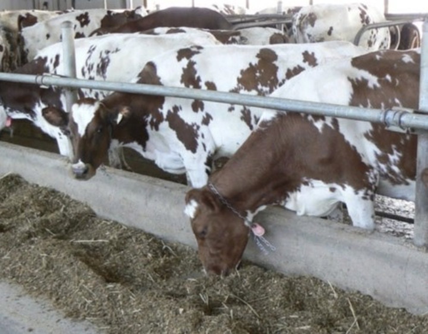 <p>More, small red patches (typically) compared to red holstein</p>