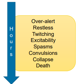 <p>low magnesium → can die within few hours</p><p>low in fast growing grass</p><p></p><p>» Hypomagnesaemia</p><p>» Fast growing spring grass low in magnesium - grass staggers?</p><p>» Higher requirement for magnesium during lactation</p><p>» No storage of magnesium in the body- requires directly on daily intakes</p><p>» Stressful events: typically seen after thunder storms/bad weather</p><p>• Reduces feed intake</p><p>» Nitrogen and potassium applied to fields (fertilisers)</p><p>reduce availability of Mg</p><p></p><p>e.g. if theres a storm sheep too scared to eat outside, and magnesium levels can drop very quickly </p><p></p><p>can put magnesium flakes in their water</p>