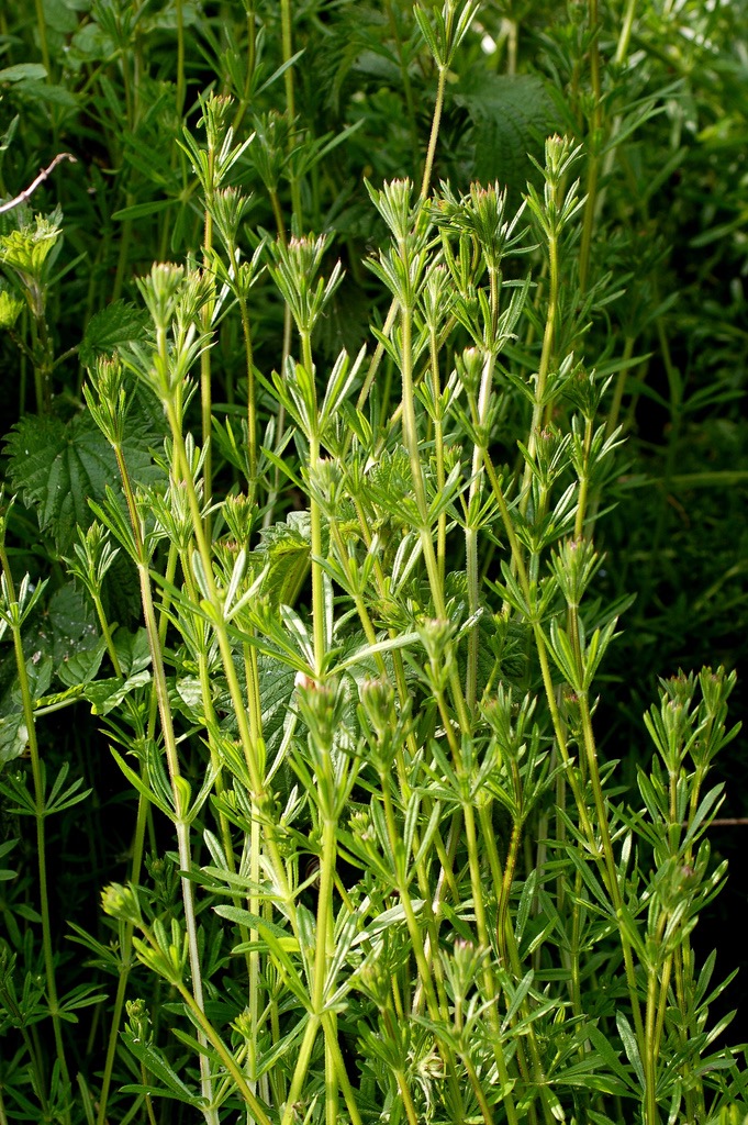 <p>Galium aparine - Rubiaceae</p>