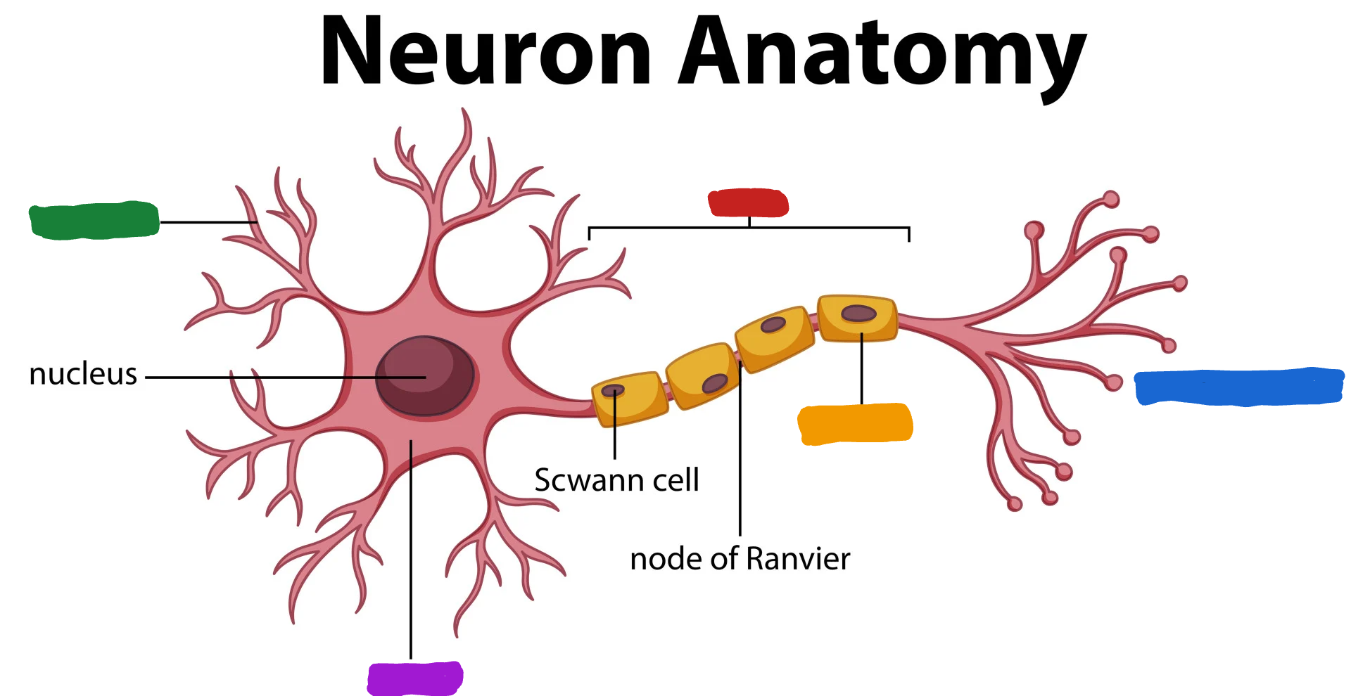 <p>What part of the neuron is the one in green? </p>