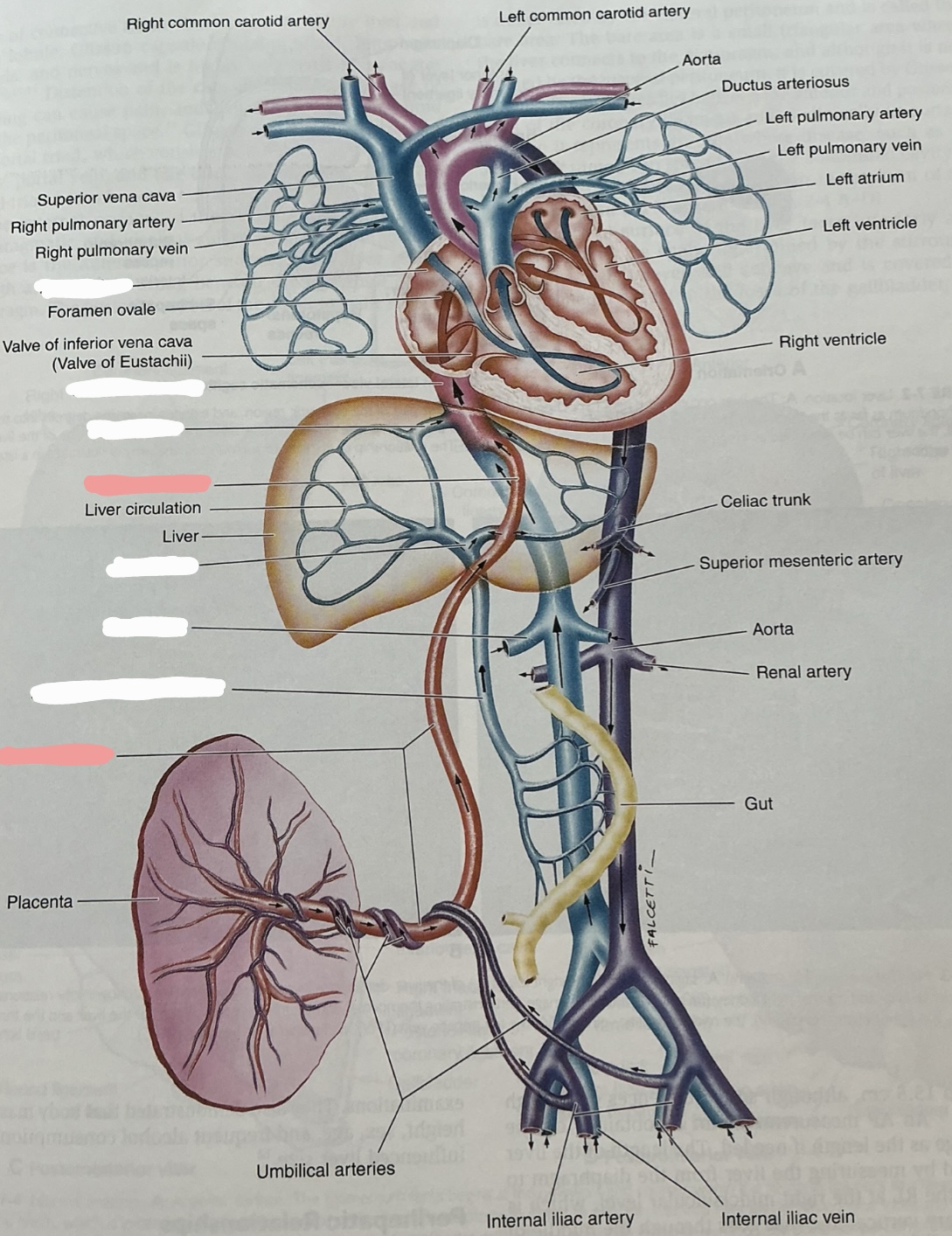 <p>Label this image</p>