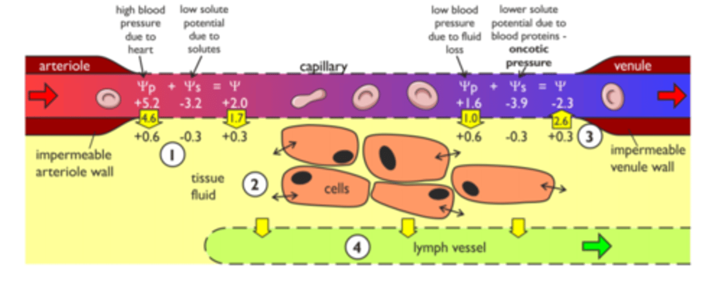<p>Lymph capillaries, in which the fluid is then called Lymph.</p>