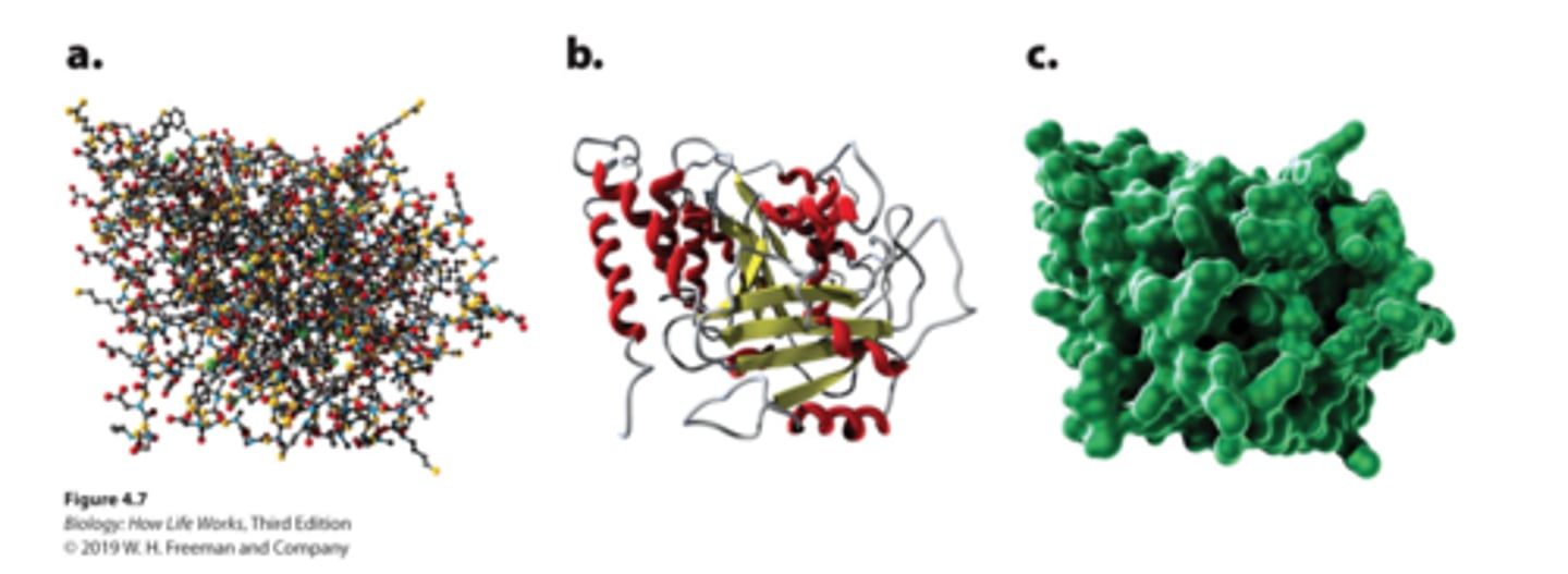 <p>a. Ball-and-stick model: shows the atoms in the amino acid chain<br>b. Ribbon model: emphasizes the alpha helices and the beta sheets <br>c. Space-filling model: shows the shape and contour of the folded protein</p>